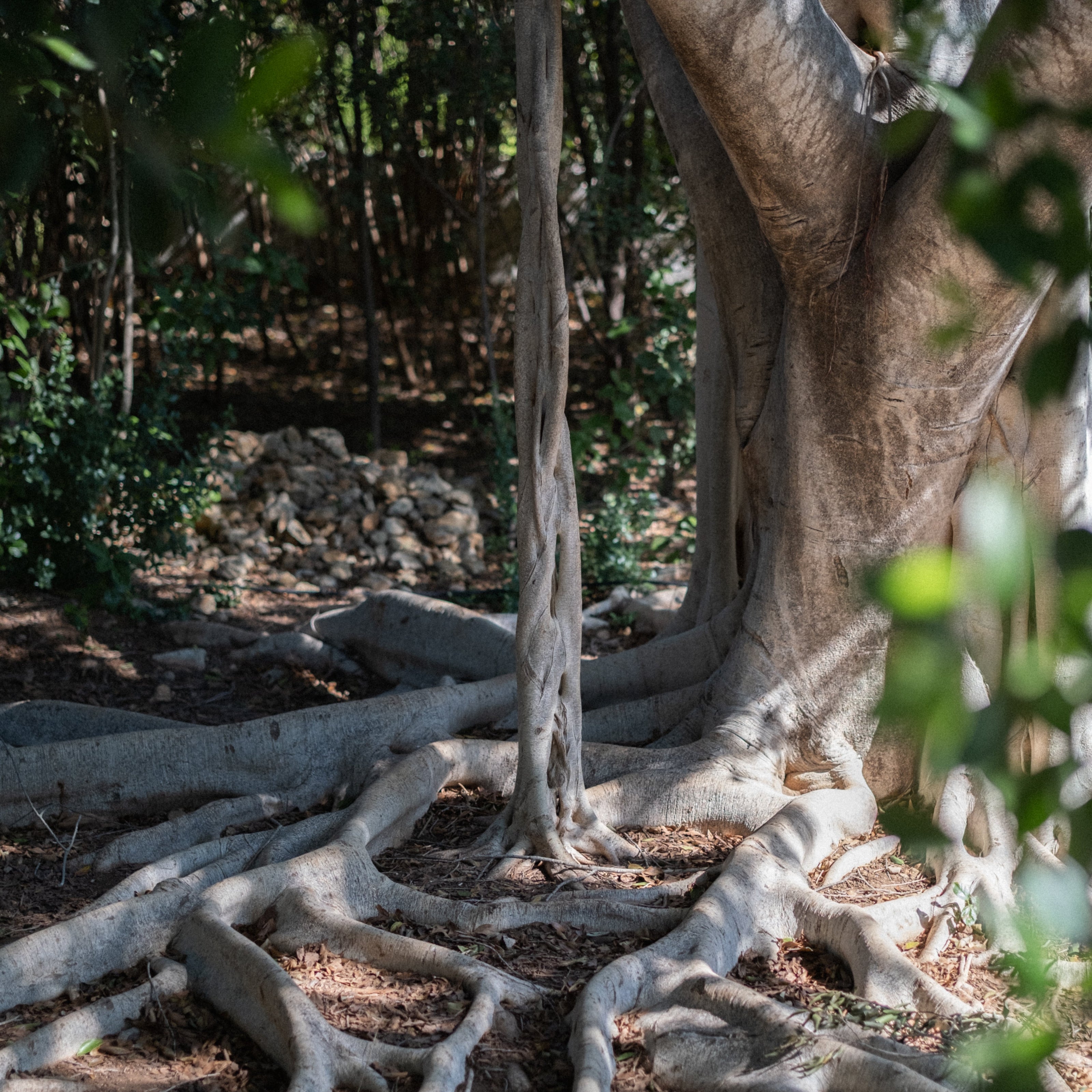 spanish tree